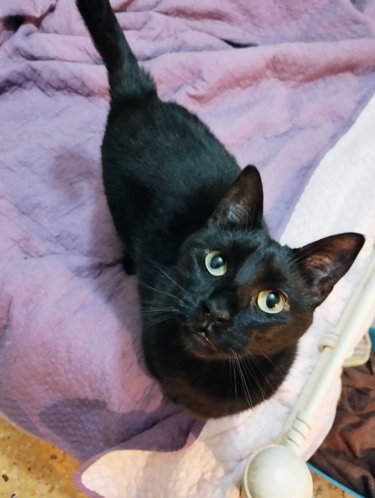 Schwarze Katze zu adoptieren