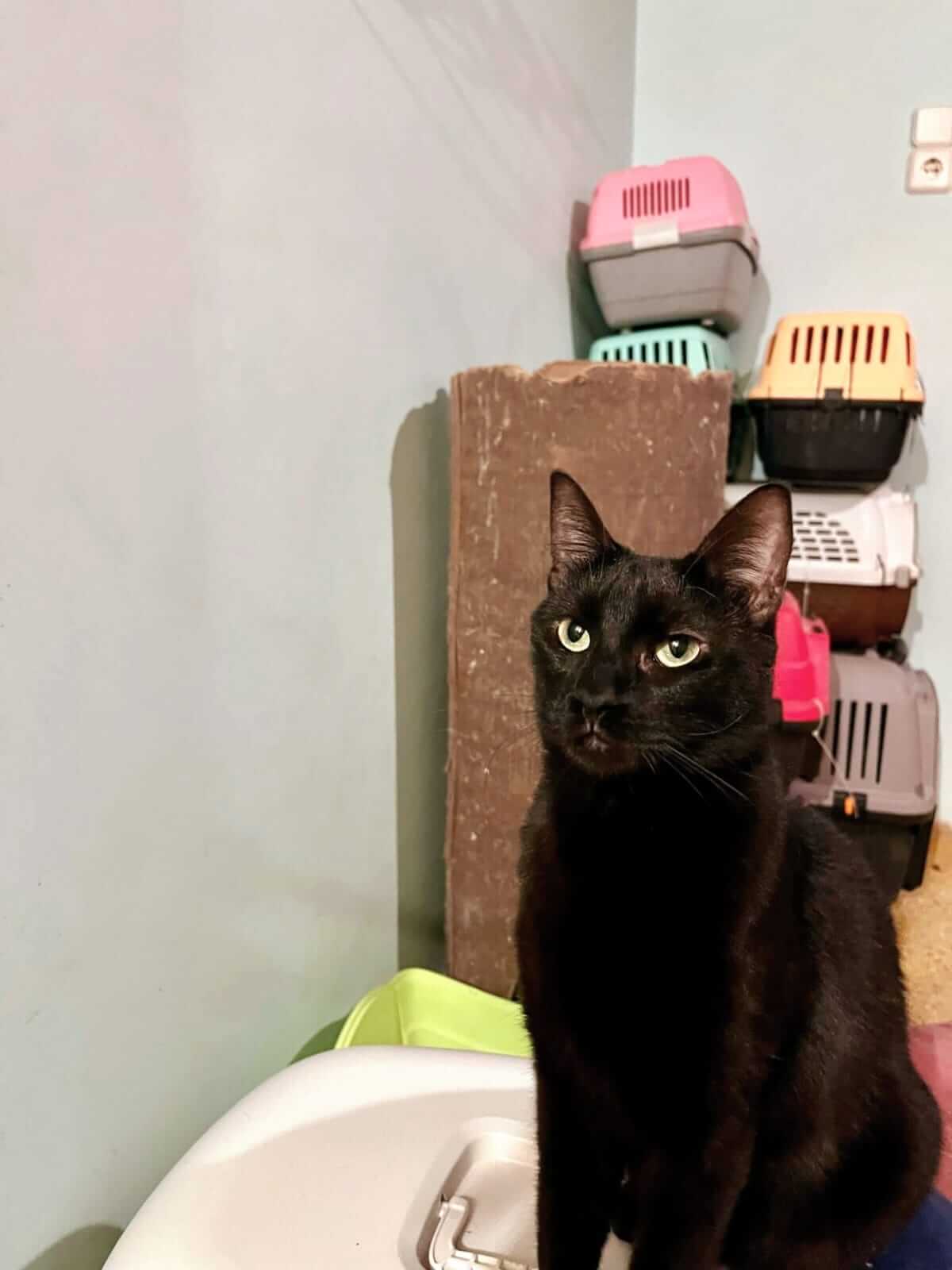 Schwarze Katze zu adoptieren