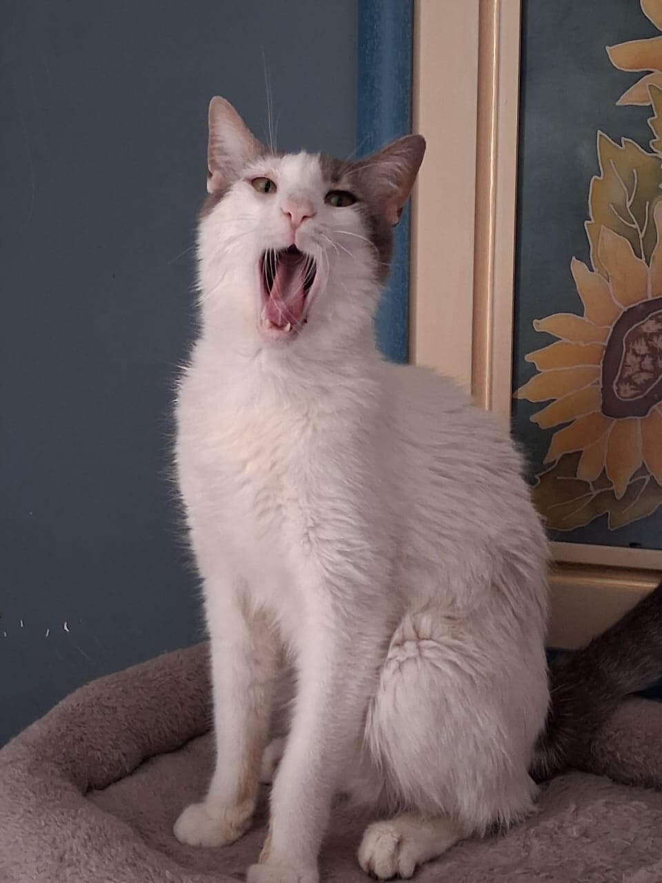 katze-adoptieren-lino-athener-cats