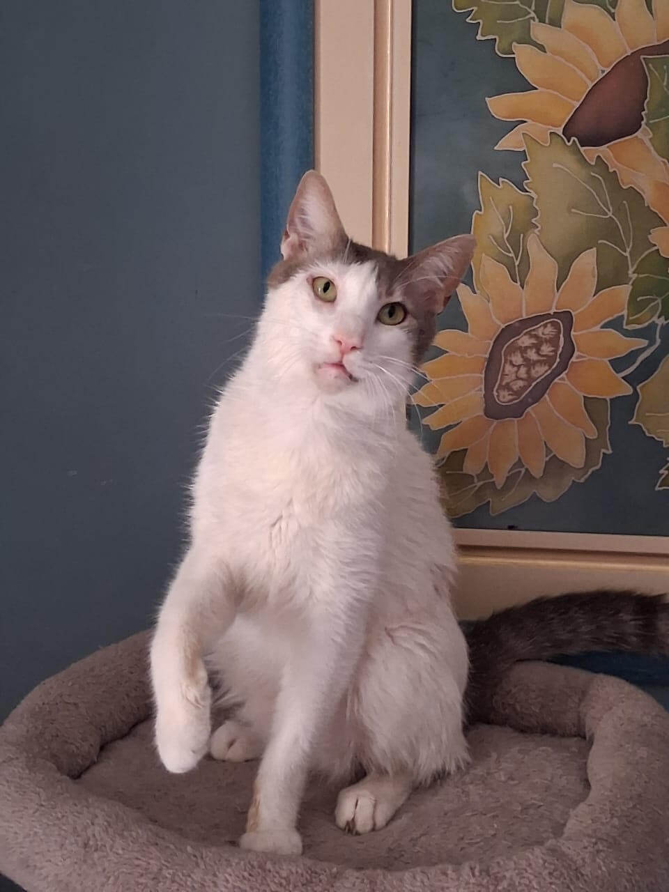 katze-adoptieren-lino-athener-cats