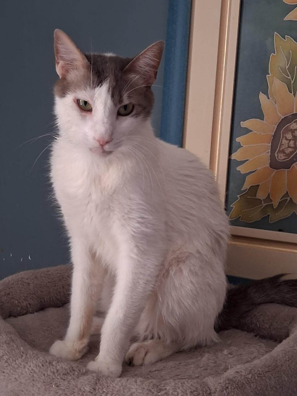 katze-adoptieren-lino-athener-cats