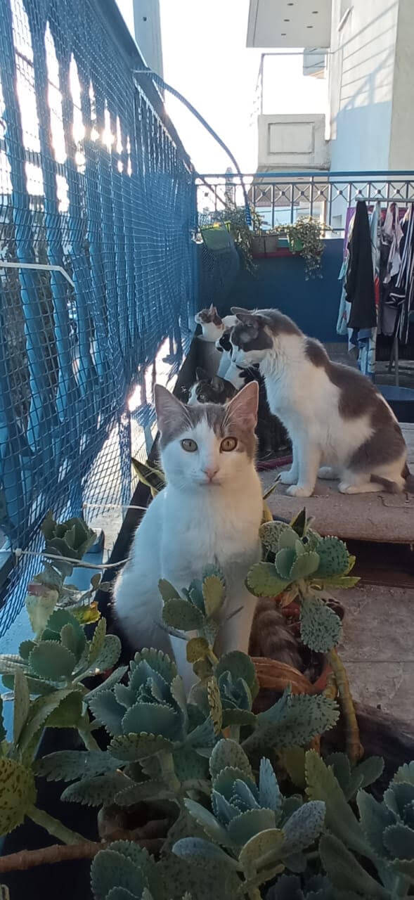 katze-adoptieren-lino-athener-cats