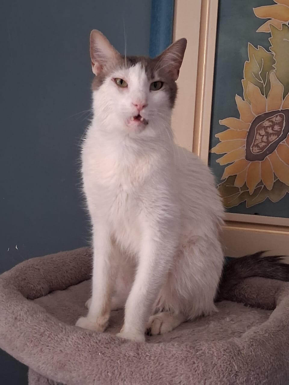 katze-adoptieren-lino-athener-cats