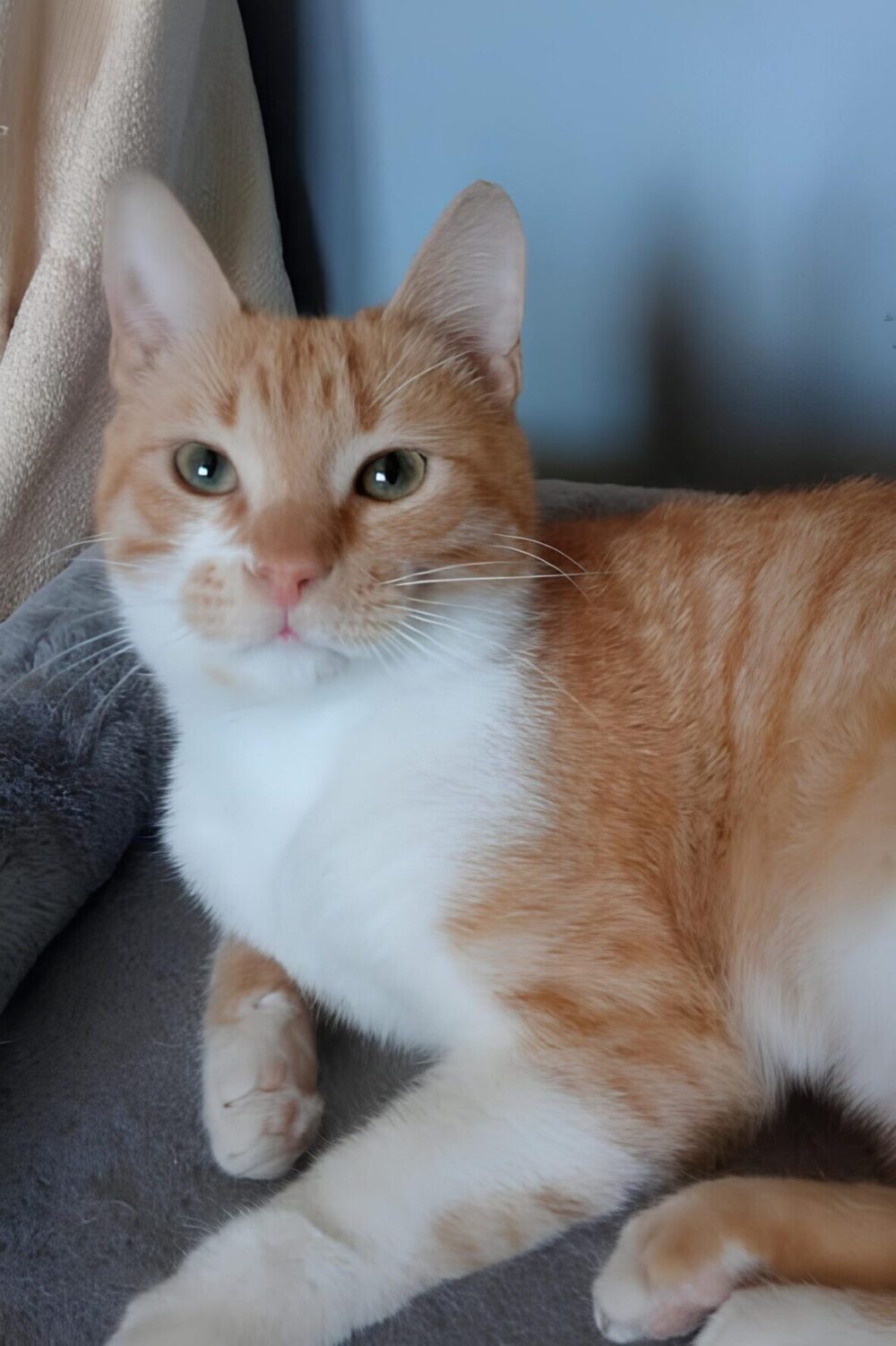 Rot-weisser Kater Loui adoptieren