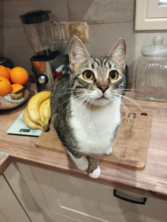 katze-adoptieren-mickey-athener cats-1 kater adoptieren Mickey