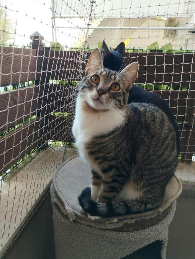 katze-adoptieren-mickey-athener cats-2 kater adoptieren Mickey