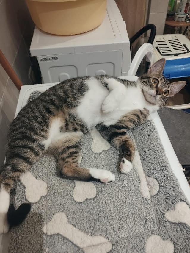 katze-adoptieren-mickey-athener cats-3 kater adoptieren Mickey