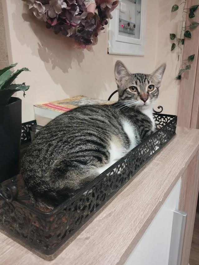 katze-adoptieren-mickey-athener cats-4 kater adoptieren Mickey