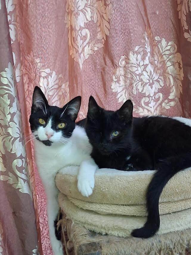Adoptiere eine Katze aus Athen, Shadow and Mikes