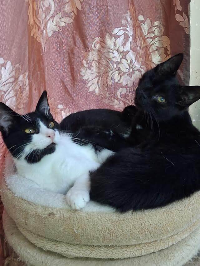 Adoptiere eine Katze aus Athen, Shadow and Mikes