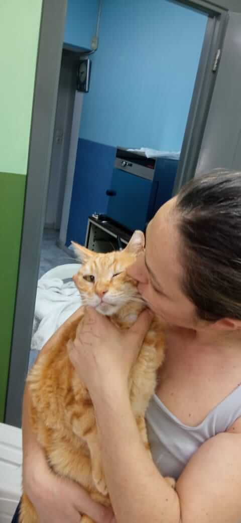 Roter Kater sucht neues Zuhause