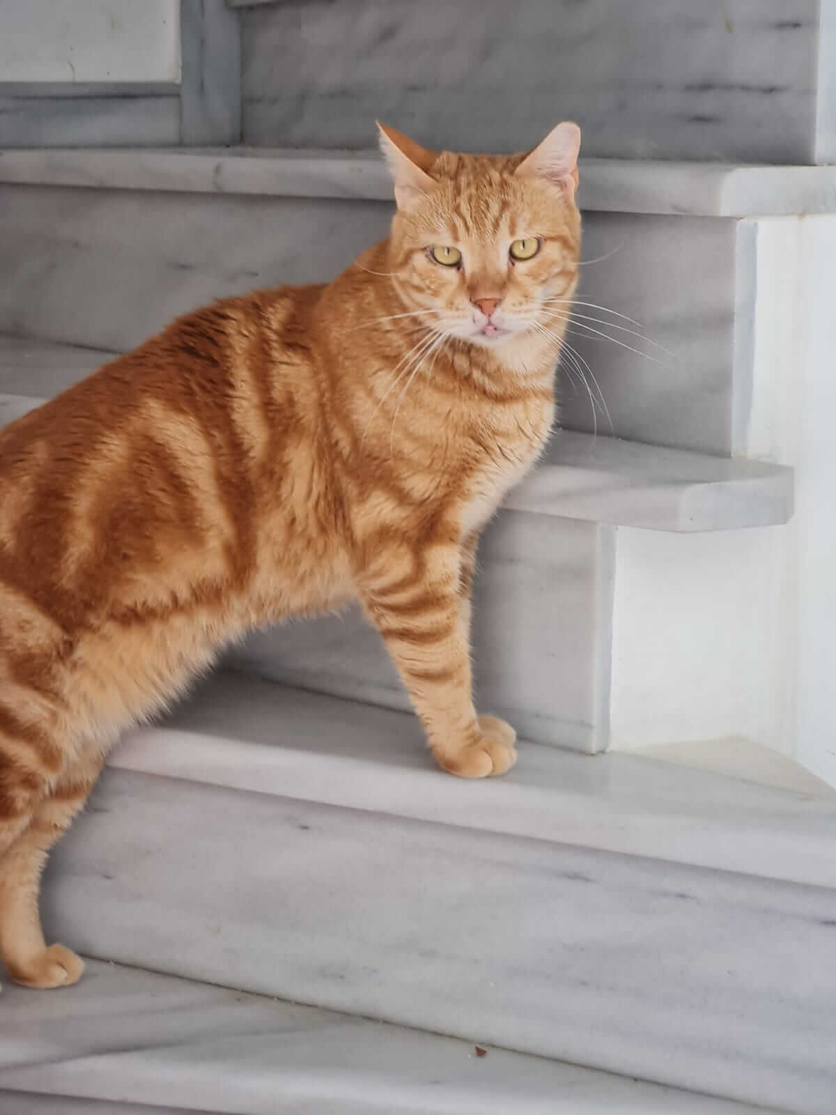 Orange getigert katze-adoptieren