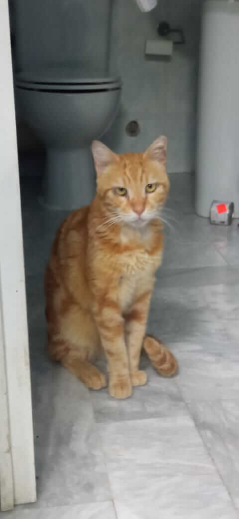 Roter Kater sucht neues Zuhause