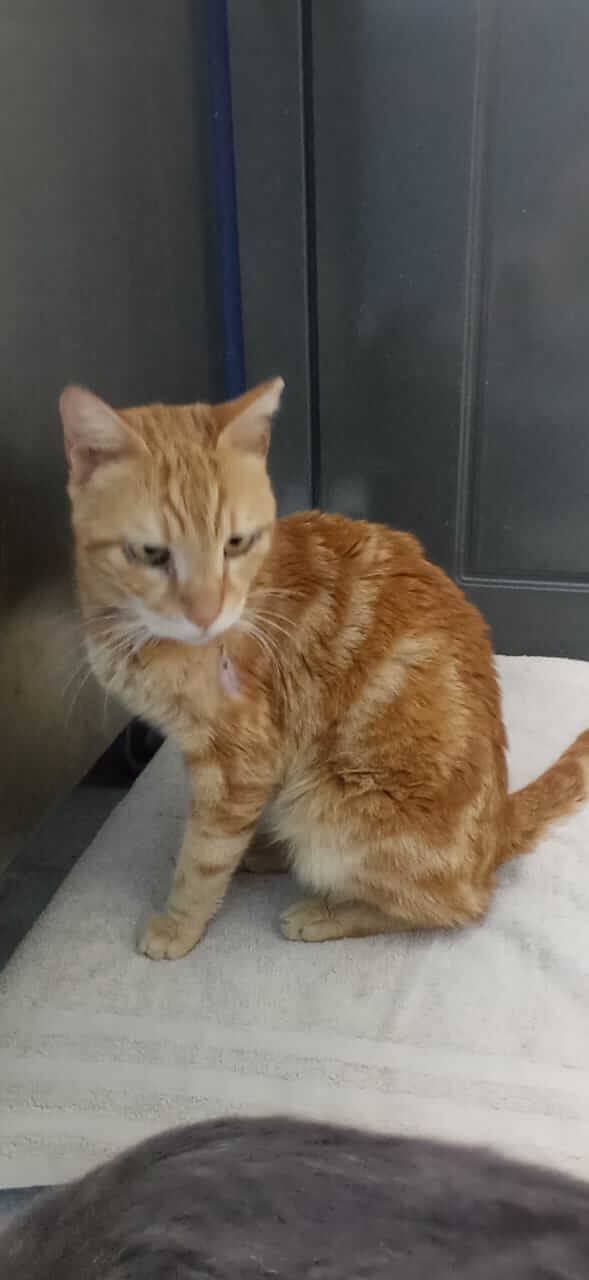 Roter Kater sucht neues Zuhause