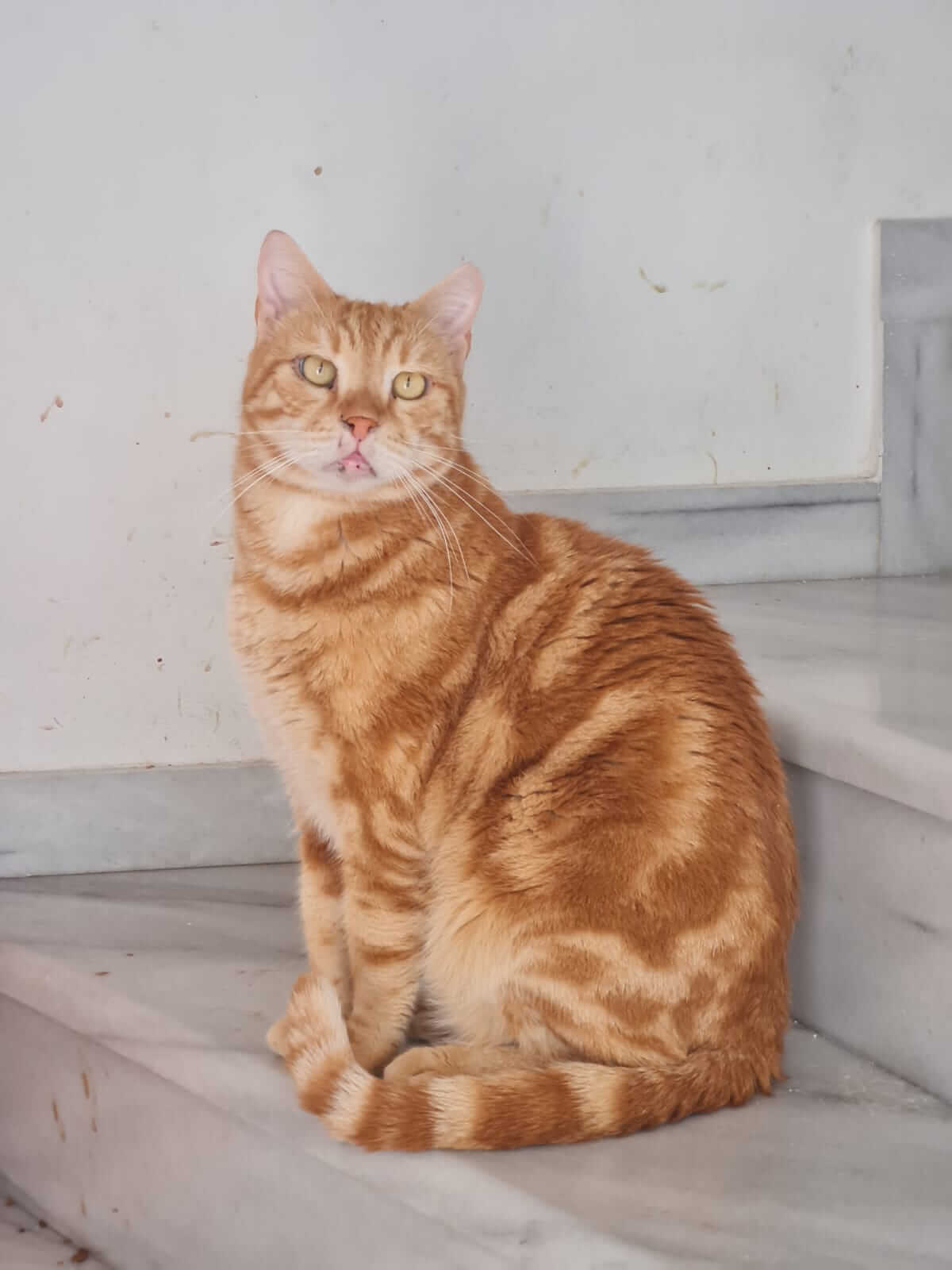 Orange getigert katze-adoptieren
