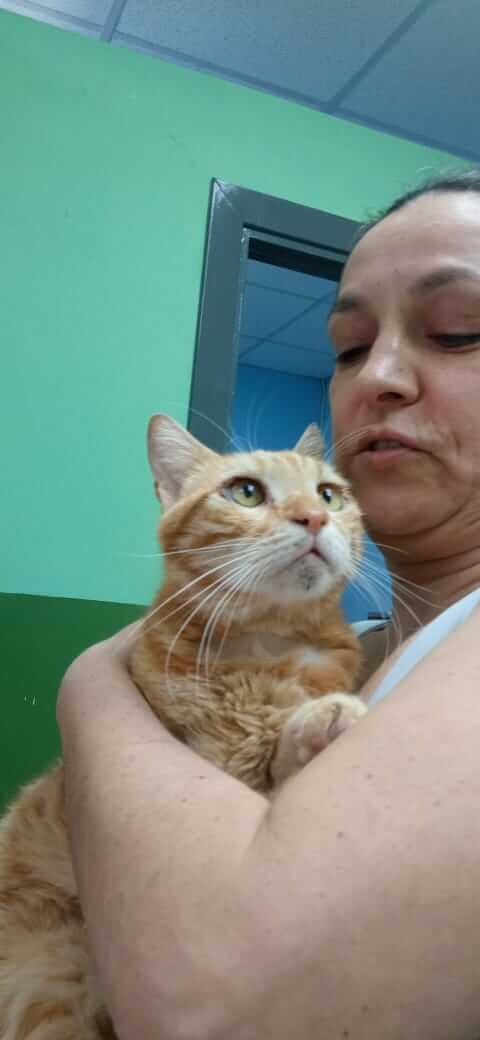 Roter Kater sucht neues Zuhause