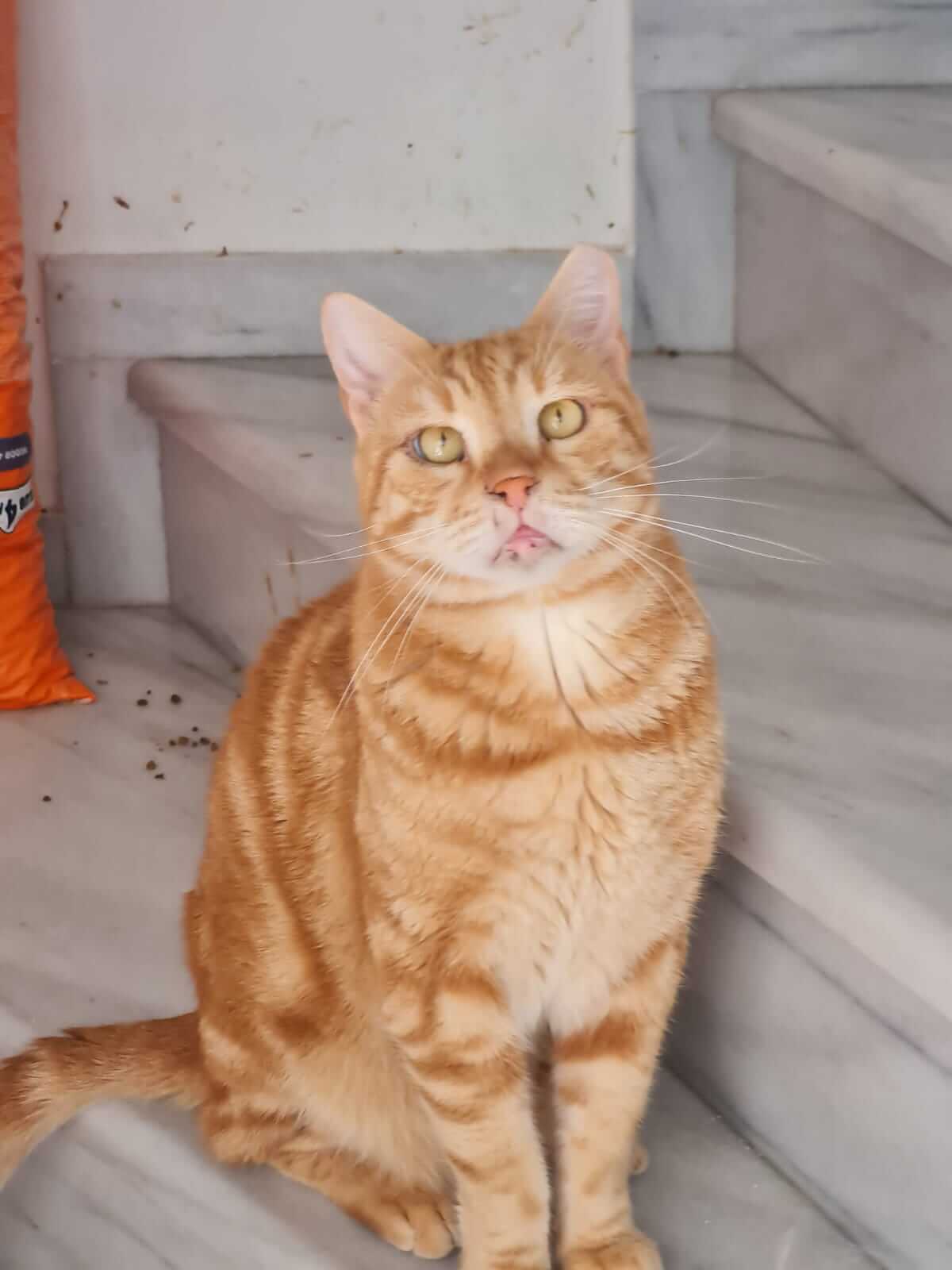 Orange getigert katze-adoptieren