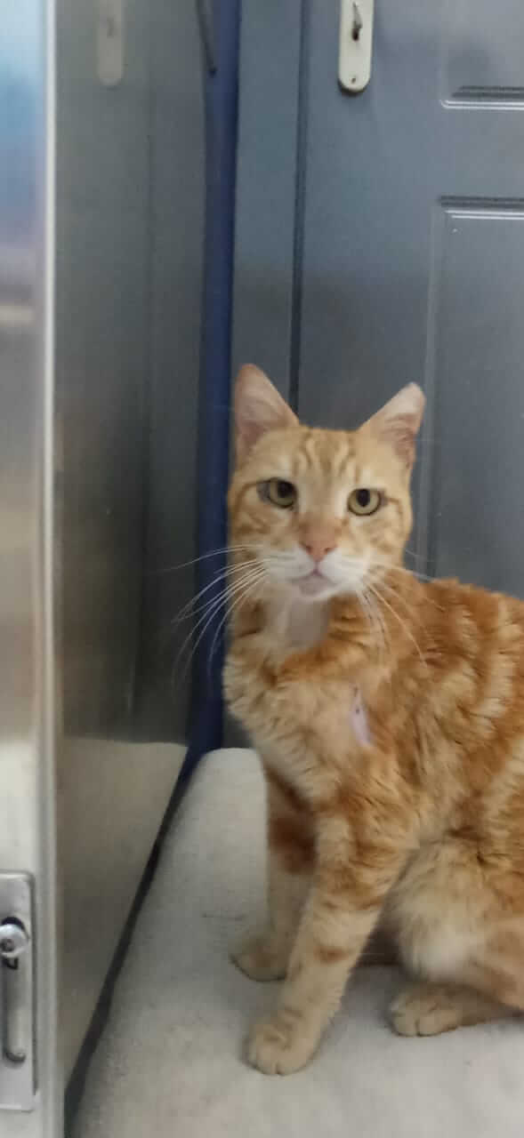 Roter Kater sucht neues Zuhause