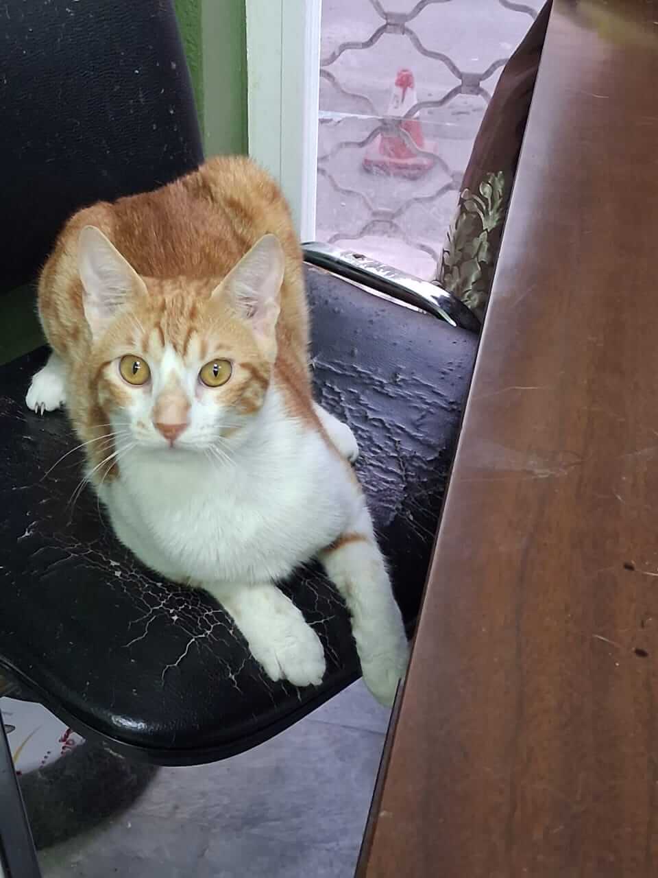 Euer Süßknopf Muffin