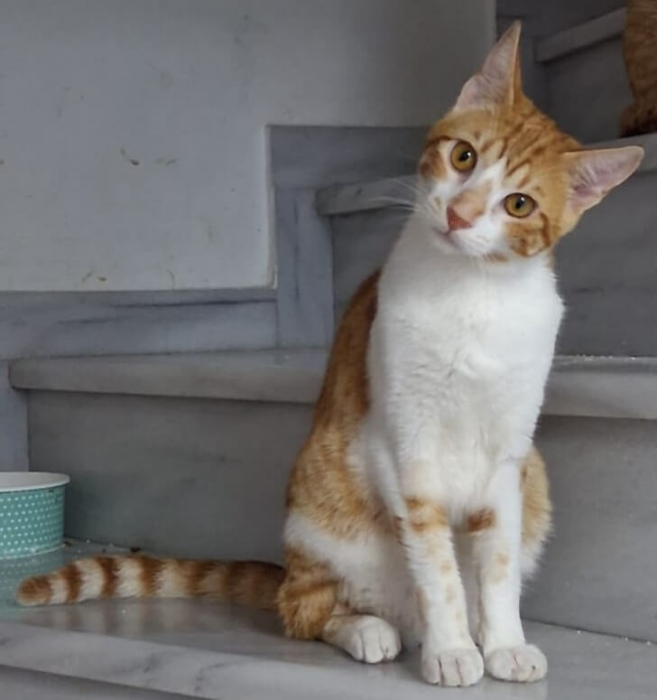 Euer Süßknopf Muffin