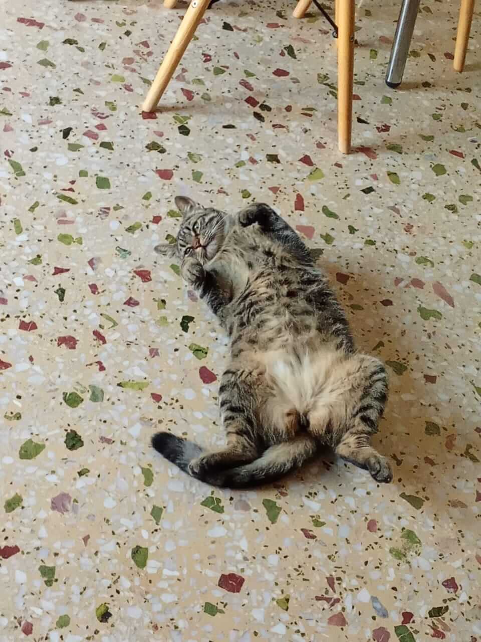Tigerkatze sucht ihr neues Zuhause