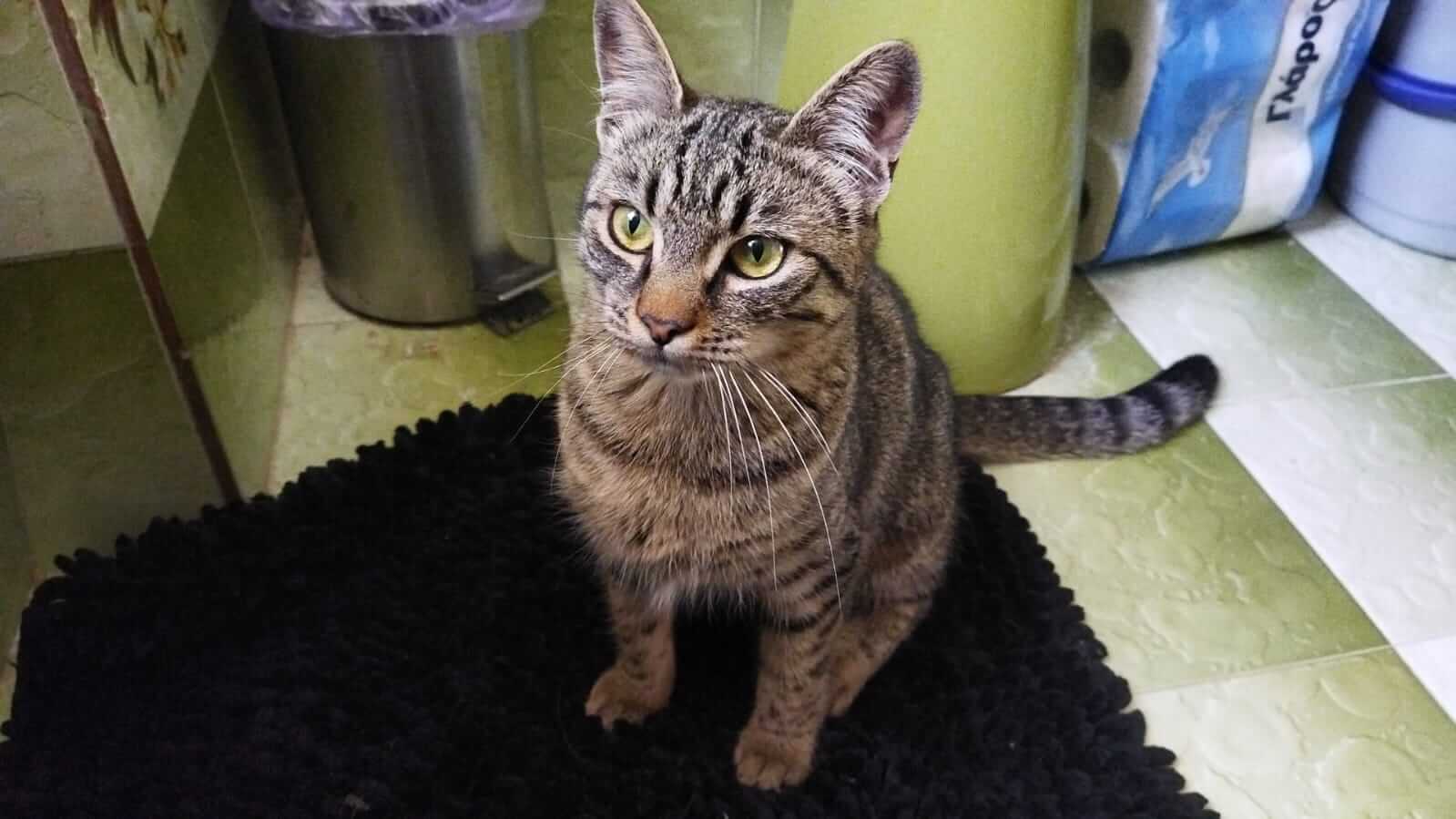 Tigerkatze sucht ihr neues Zuhause