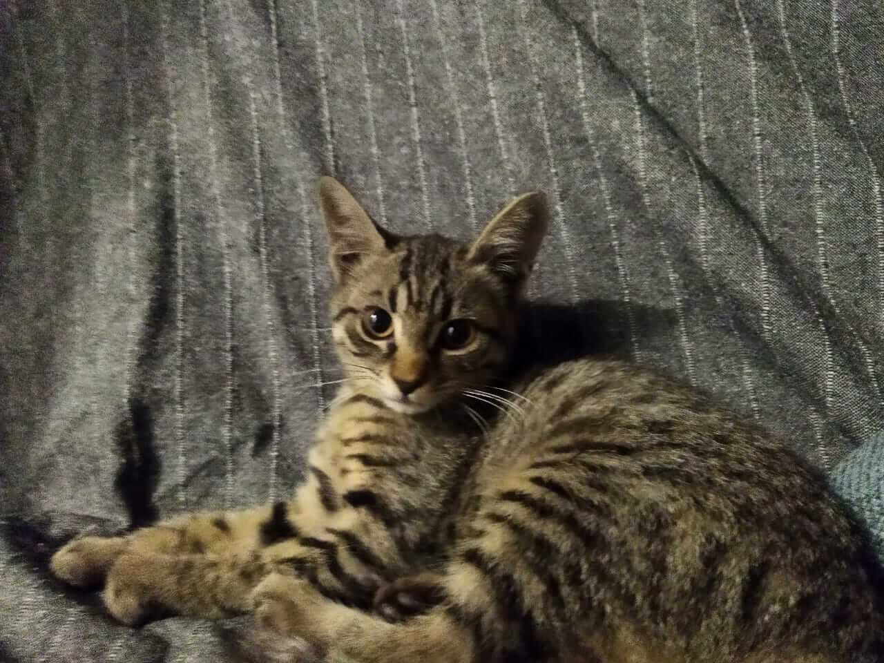 Tigerkatze sucht ihr neues Zuhause