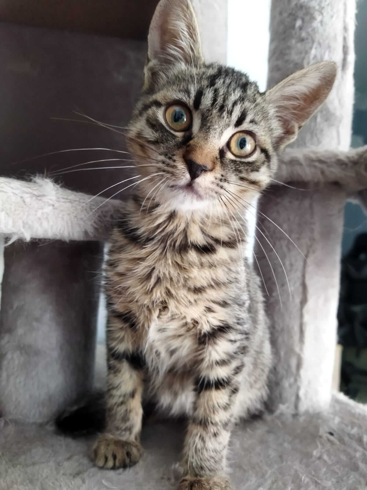 Tigerkatze sucht ihr neues Zuhause