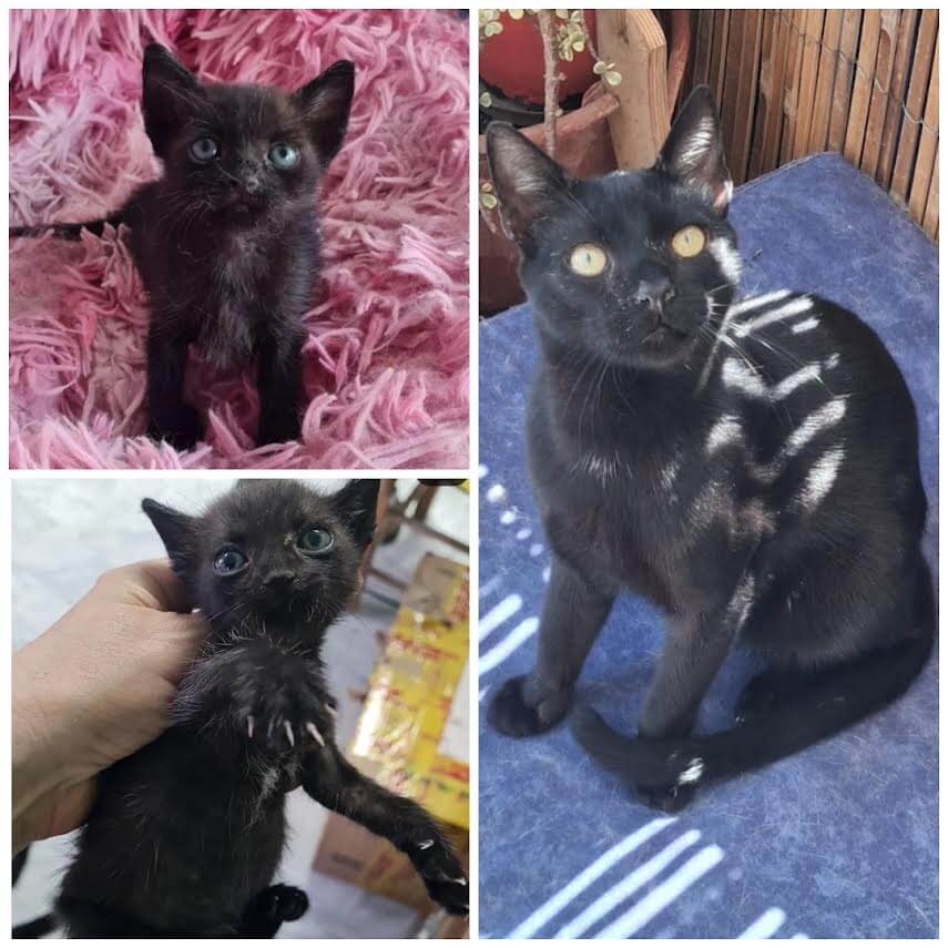 Adoptiere eine Katze aus Athen -Ziemlich zuckersüßester Sugarlump