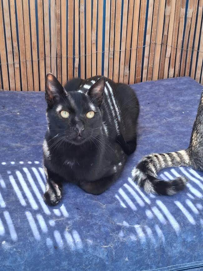 Adoptiere eine Katze aus Athen -Ziemlich zuckersüßester Sugarlump