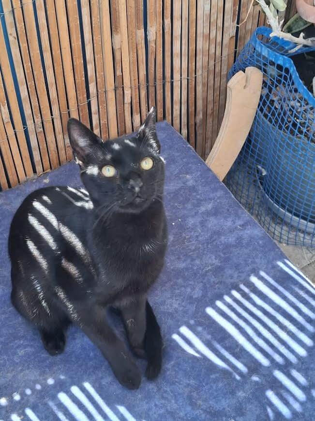 Adoptiere eine Katze aus Athen -Ziemlich zuckersüßester Sugarlump