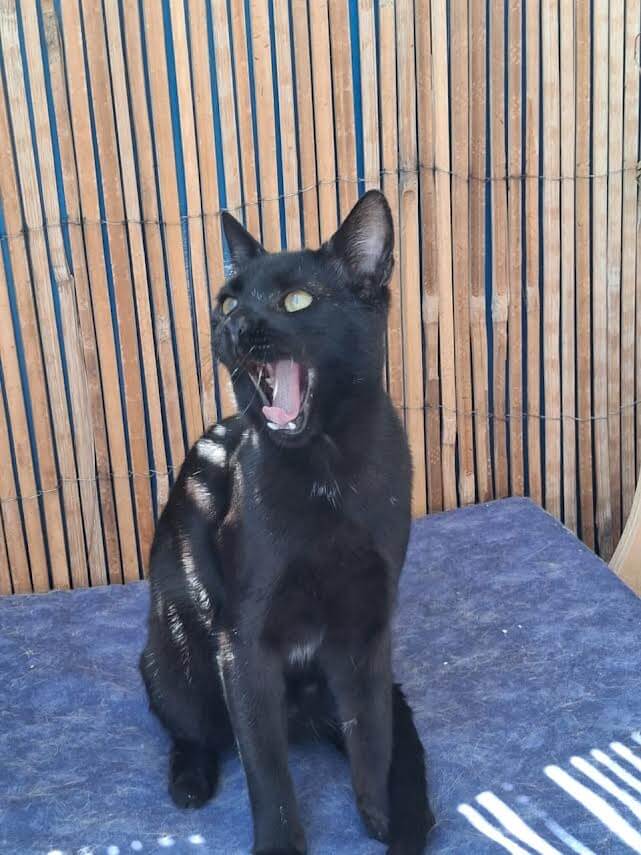 Adoptiere eine Katze aus Athen -Ziemlich zuckersüßester Sugarlump