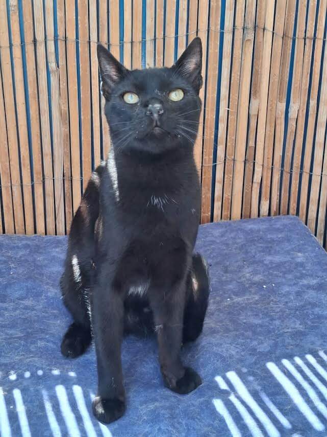 Adoptiere eine Katze aus Athen -Ziemlich zuckersüßester Sugarlump