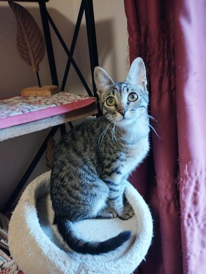 katze adoptieren Poppy