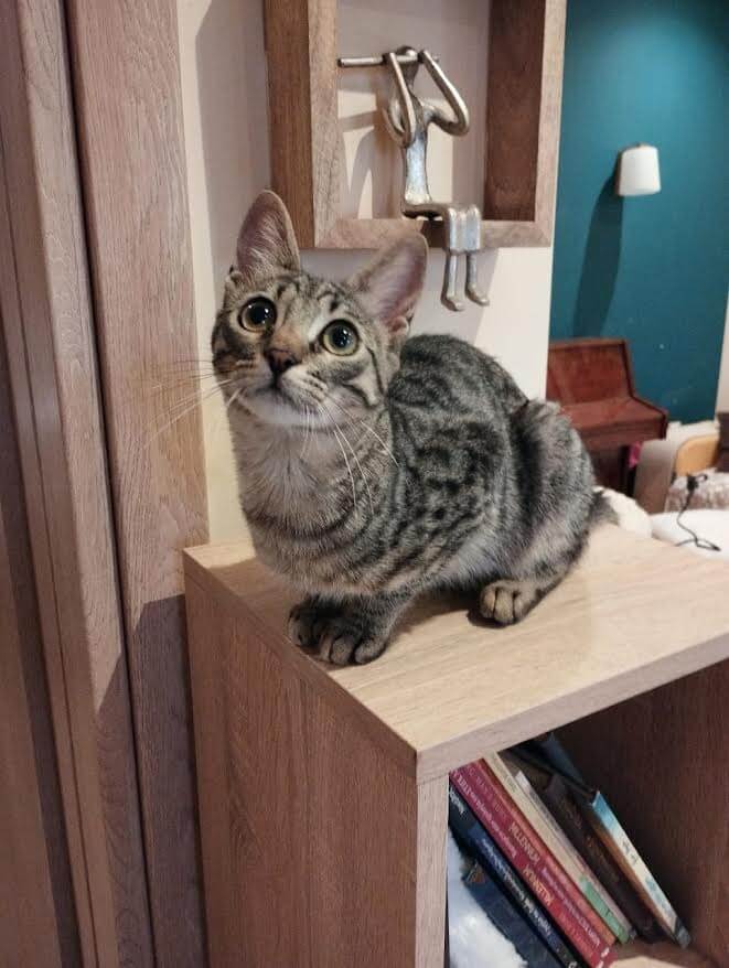 katze adoptieren Poppy