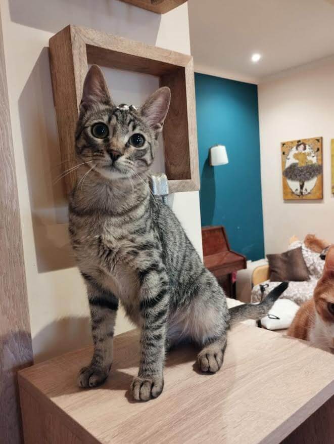 katze adoptieren Poppy