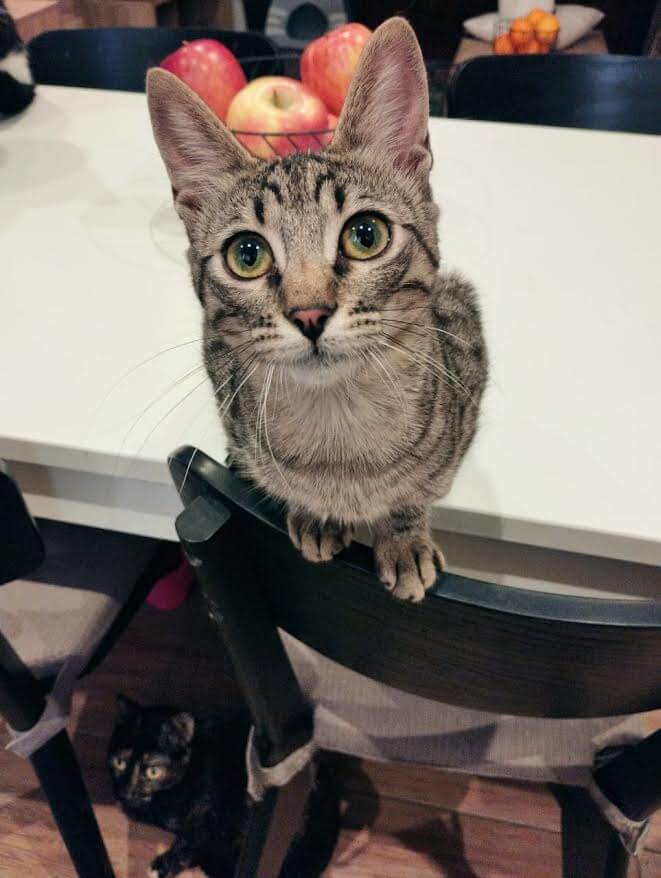 katze adoptieren Poppy