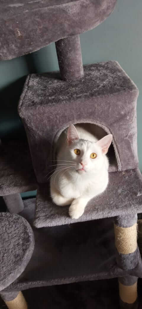 katze-adoptieren-punky-08
