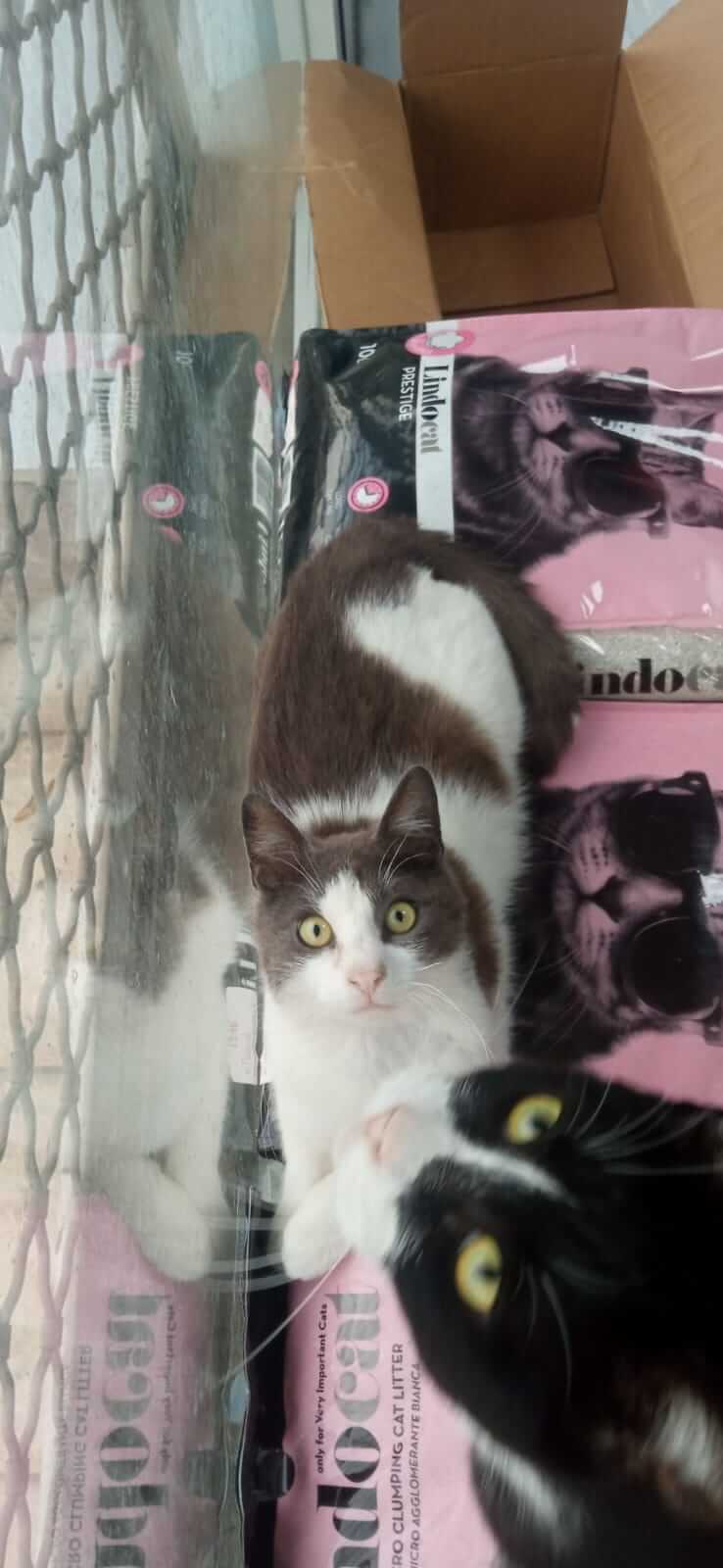 Weisse Katze mit grauen Flecken sucht neuen Besitzer