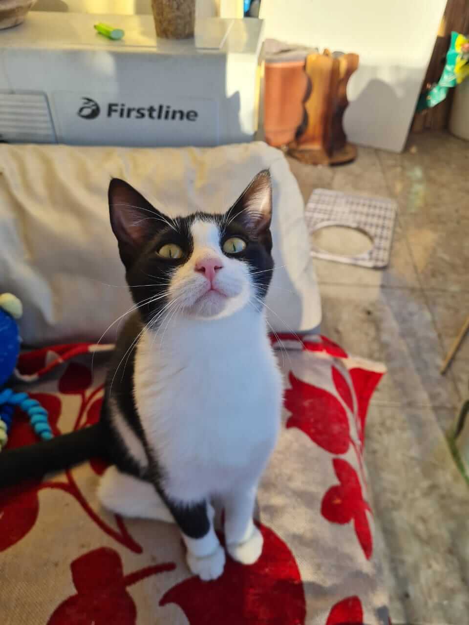 Ririka, Katze adoptieren Athener cats