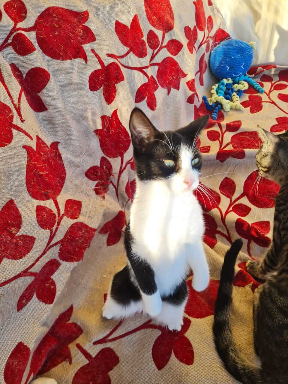 Ririka, Katze adoptieren Athener cats