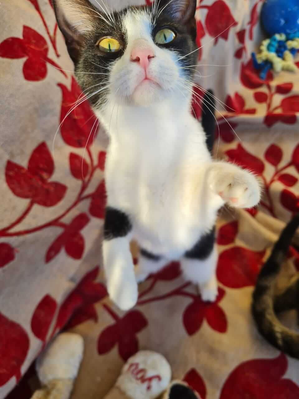 Ririka, Katze adoptieren Athener cats