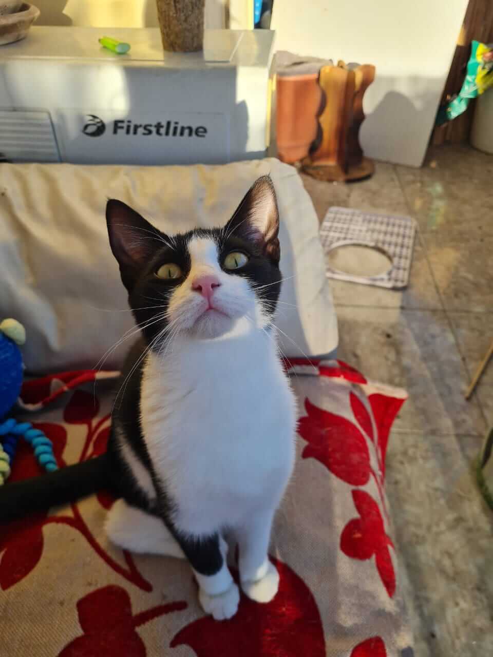 Ririka, Katze adoptieren Athener cats