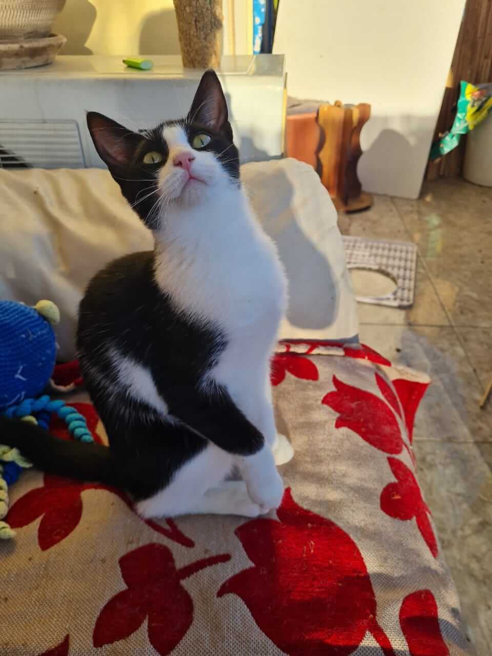 Ririka, Katze adoptieren Athener cats