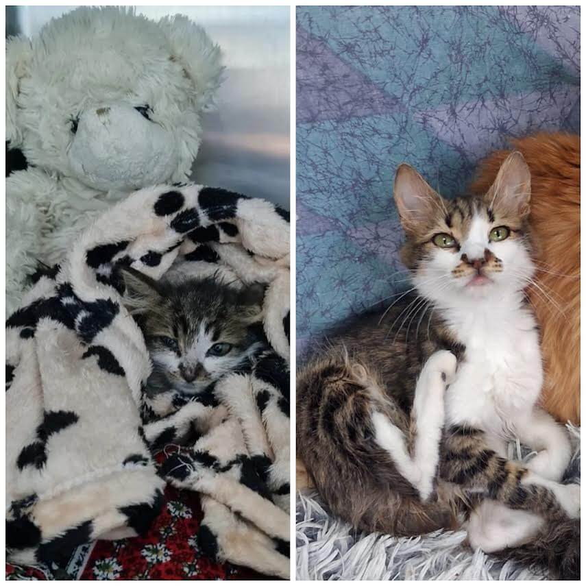 Adoptiere eine Katze aus Athen -Unwiderstehlicher Frechdachs