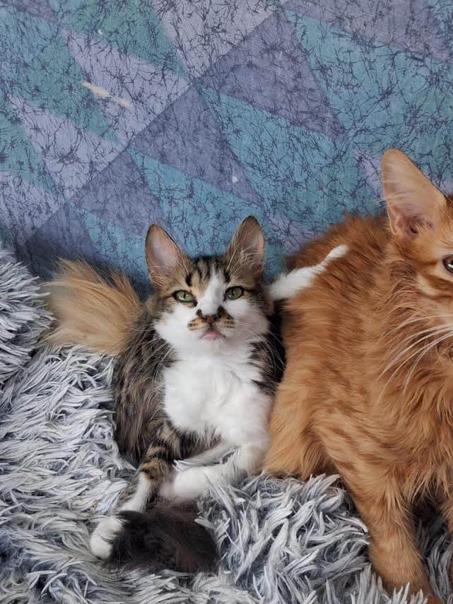 Adoptiere eine Katze aus Athen -Unwiderstehlicher Frechdachs