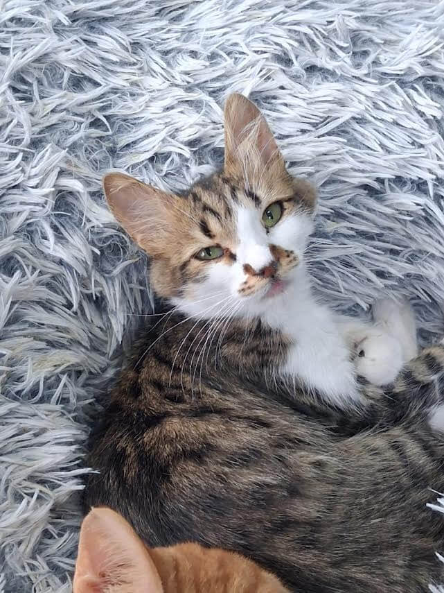 Adoptiere eine Katze aus Athen -Unwiderstehlicher Frechdachs