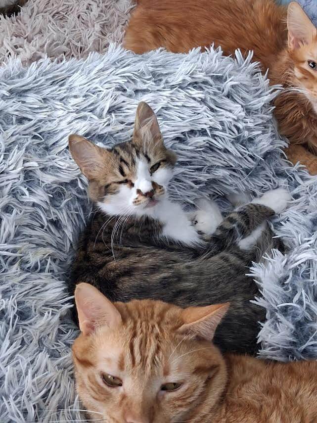 Adoptiere eine Katze aus Athen -Unwiderstehlicher Frechdachs