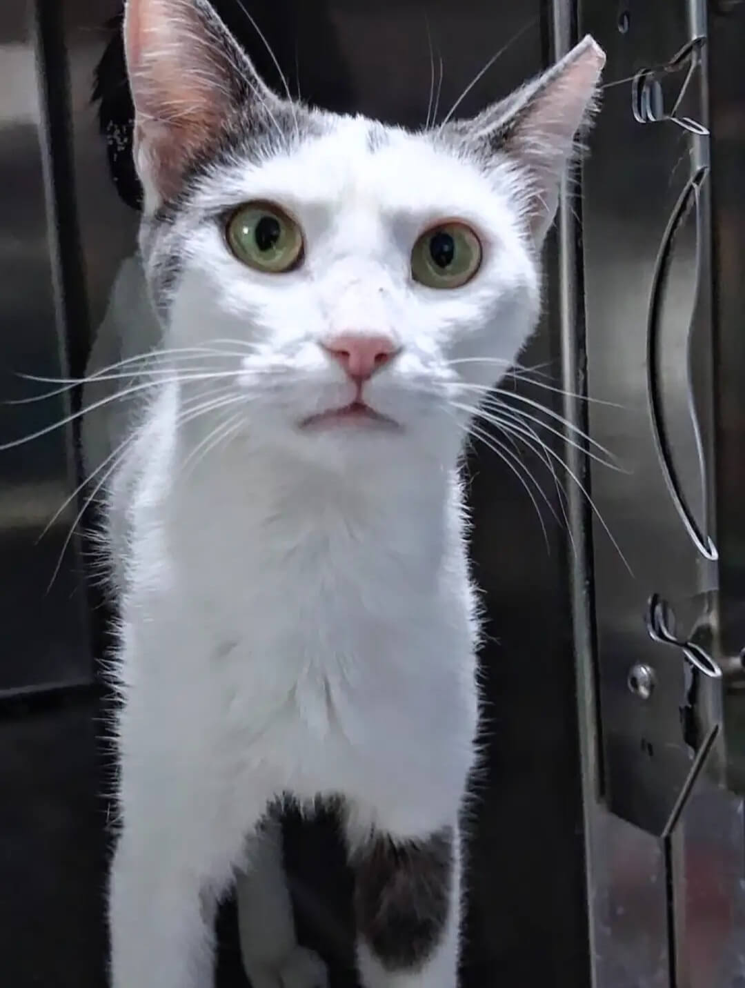 Katze-adoptieren-Athener-Cats-Samira