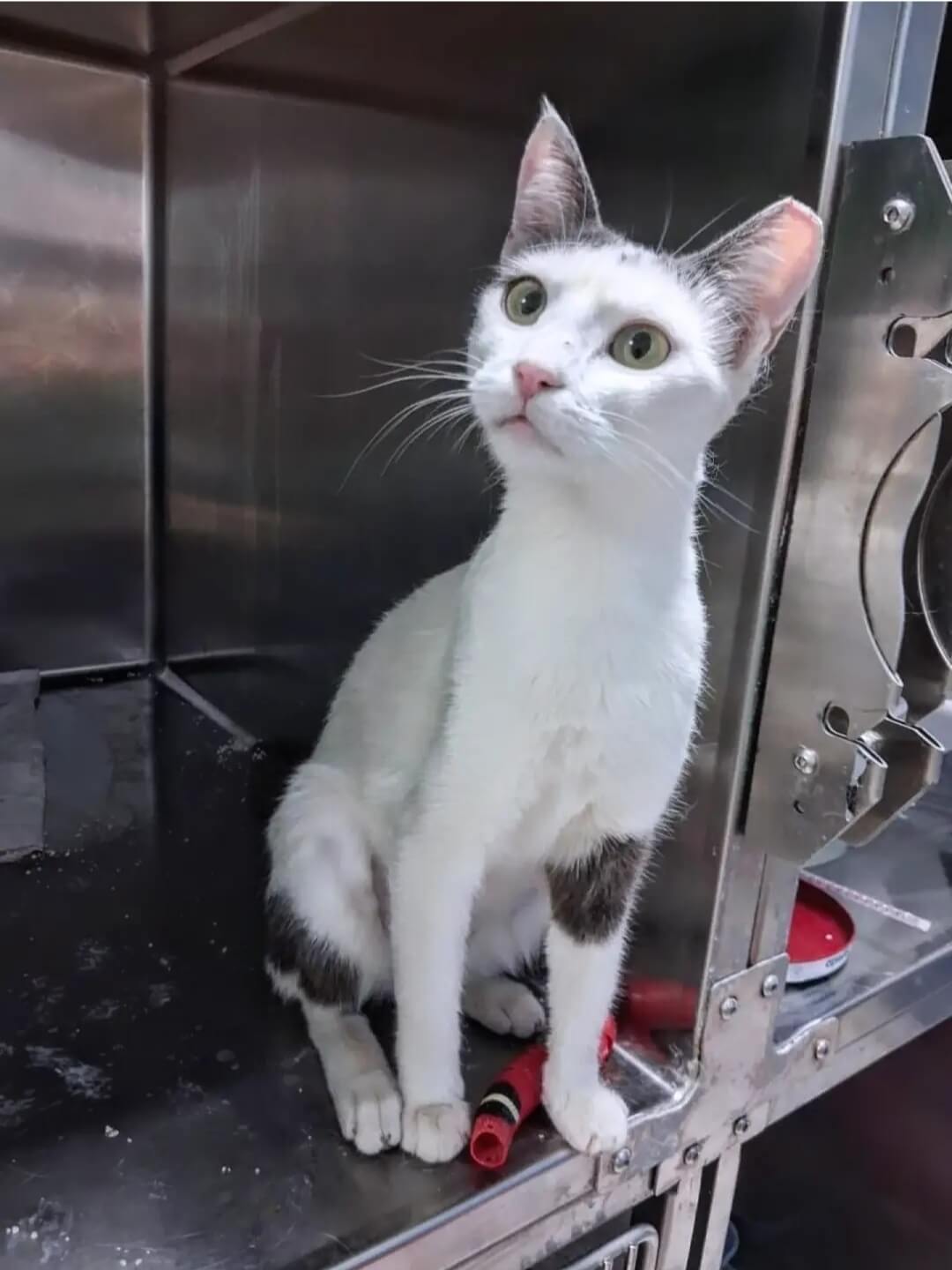 Katze-adoptieren-Athener-Cats-Samira